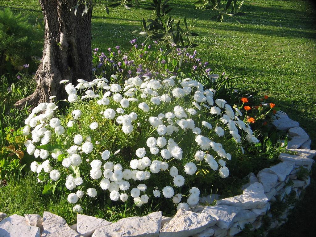 Dimaras Apartments Vasilikí Extérieur photo